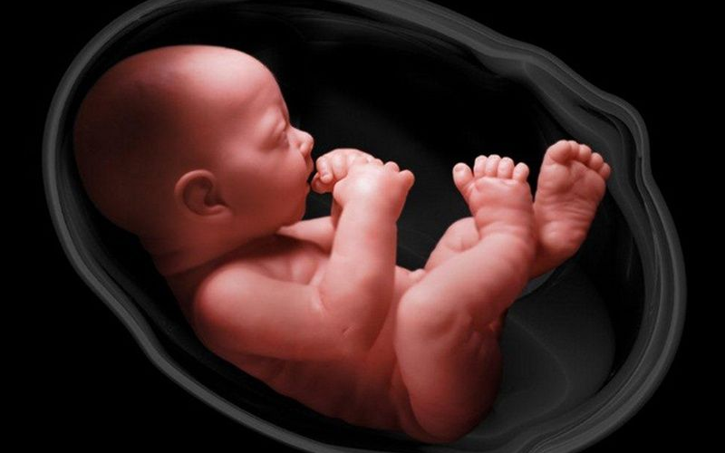 Đơn thai và đa thai